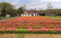 Rows of Tulips Haymarket VA Festival Royalty Free Stock Photo