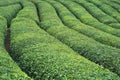 Rows of Turkish black tea plantations cultivated on a field in Cayeli area Rize province