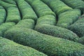 Rows of Turkish black tea plantations cultivated on a field in Cayeli area Rize province