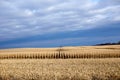 Rows of uncut maize in a partly harvested field