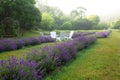 Rows of lavender in a field with white adirondack chairs Royalty Free Stock Photo