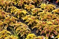 Rows Of Varigated Foliage Plants In a Nursery Setting Royalty Free Stock Photo