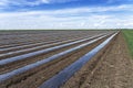 Rows of Vegetable Beds Covered in Plastic Mulch on a Farmland Royalty Free Stock Photo