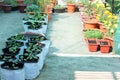 Rows of vegetable and flower plants are planted in the grow bags with cocopeat and vermicompost- the organic soil mixture