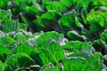 Detail of some green leafy foliage on the Central California Coast.