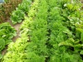 Rows of vegetables Royalty Free Stock Photo