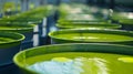 Rows of vibrant green algaefilled tanks at a biorefinery representing the potential for algaebased biofuels to replace
