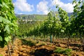 Spring landscape from the Montenegrin vineyard Royalty Free Stock Photo