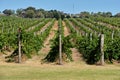 Rows of vine - Bellarine Royalty Free Stock Photo
