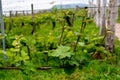 Rows of vine grape in vineyards in spring Royalty Free Stock Photo