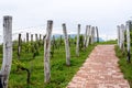 Rows of vine grape in vineyards in spring Royalty Free Stock Photo