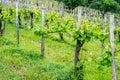 Rows of vine grape in vineyards in spring Royalty Free Stock Photo