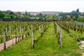 Rows of vine grape in vineyards in spring Royalty Free Stock Photo