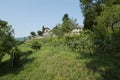 Rows of vine on the hillside Royalty Free Stock Photo