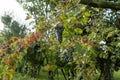 Rows of vine with lambrusco grapes Royalty Free Stock Photo
