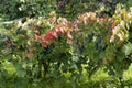 Rows of vine with lambrusco grapes Royalty Free Stock Photo