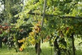 Rows of vine with lambrusco grapes Royalty Free Stock Photo