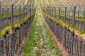 Rows of vine, Pfalz, Germany Royalty Free Stock Photo