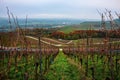 Vineyards of the Moselle Valley in Luxembourg