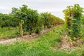 Rows of vines with black grapes ready for harvest Royalty Free Stock Photo