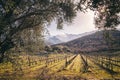 Rows of vines in Corsican vineyard and snow covered mountains Royalty Free Stock Photo