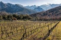 Rows of vines in Corsican vineyard and snow covered mountains Royalty Free Stock Photo