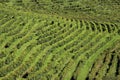 Rows of vines in the hills of Prosecco, Italy Royalty Free Stock Photo