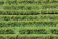 Rows of vines in the hills of Prosecco, Italy Royalty Free Stock Photo