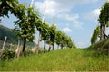 Rows of vines in the hills of Prosecco Royalty Free Stock Photo