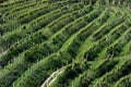 Rows of vines in the hills of Prosecco Royalty Free Stock Photo