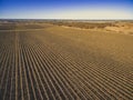 Rows of vines in large vineyard. Royalty Free Stock Photo