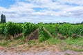 Medoc vineyard in the Bordeaux region of France