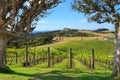 Grape vines on a Waiheke Island vineyard, New Zealand Royalty Free Stock Photo