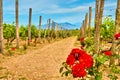 Rows of vines, roses, mountain landscape on sunny day, Crete, Greece Royalty Free Stock Photo