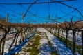 Rows of vines in the snow Royalty Free Stock Photo
