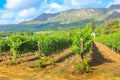 Rows of vines South Africa Royalty Free Stock Photo