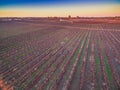 Rows of vines in South Australian vineyards in winter. Royalty Free Stock Photo