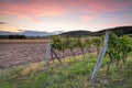 Rows of vines after sunset Royalty Free Stock Photo