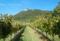 rows of vines in the vine for growing grapes and then producing wine Royalty Free Stock Photo