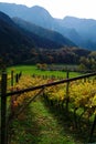 Rows of vines in vineyard during autumn. fall season scene in Trentino, Italy Royalty Free Stock Photo