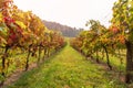 View of a vineyard in autumn