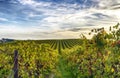 Rows of vines at vineyard in McLaren Vale, South Australia Royalty Free Stock Photo