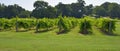 Rows of vines in Vineyard Royalty Free Stock Photo