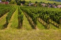 Southern Europe. Rows of vines in a vineyard. Royalty Free Stock Photo