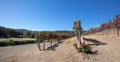 Rosebush at the end of rows of vines in vineyard in wine country under blue sky in California US