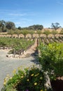 Yellow daisies in rows of vines in vineyard in wine country under blue sky