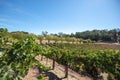 Winery vineyard in wine country under blue sky in Central California US Royalty Free Stock Photo
