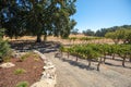 Path through rows of vines in wine country under blue sky Royalty Free Stock Photo
