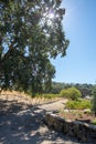 Farming road through rows of vines in vineyard in wine country under blue skies Royalty Free Stock Photo