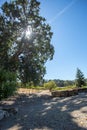 Path through rows of wine grape vines in vineyard in wine country under blue sky in Paso Robles California US Royalty Free Stock Photo